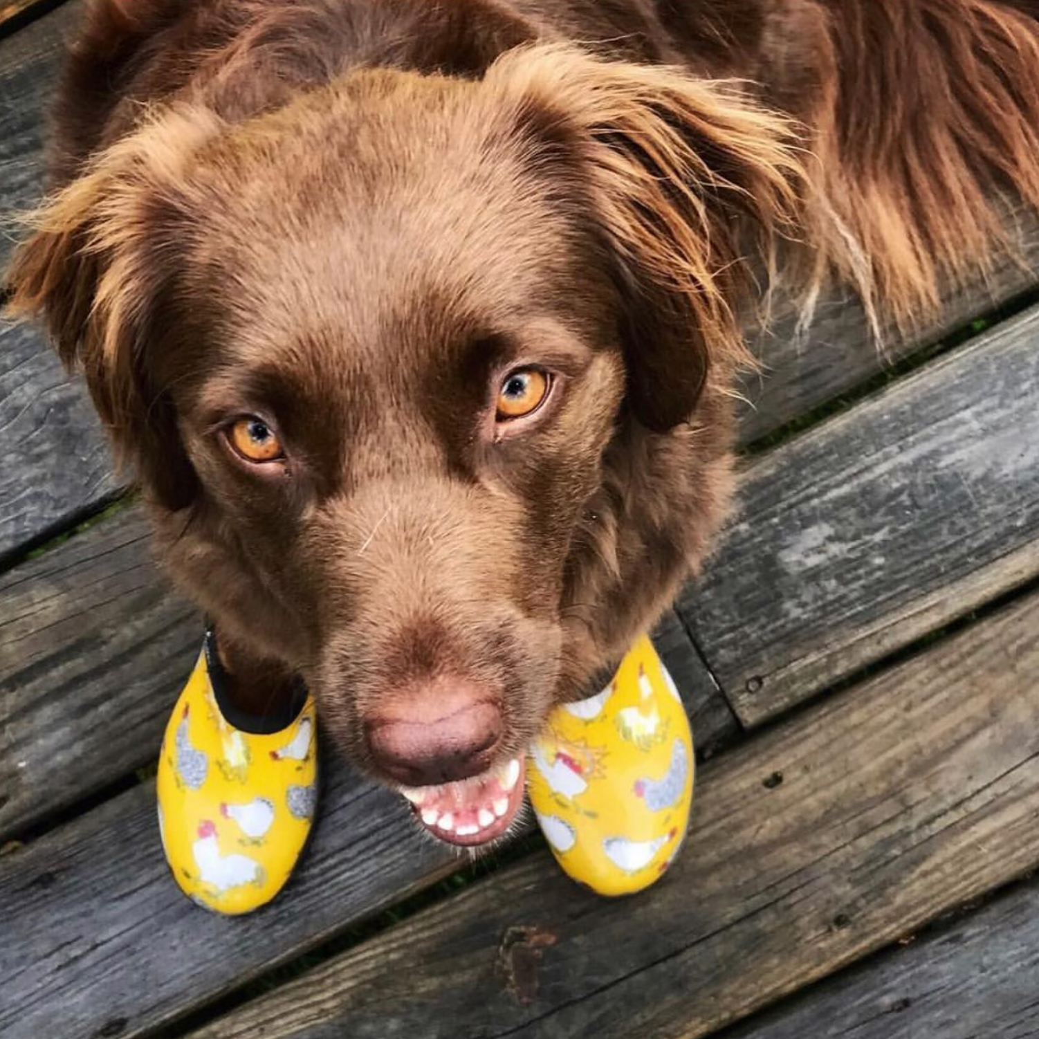 Sloggers - Vente Bottes de pluie – femme - Chaussure de jardin pour femmes, imprimé poulet, jaune3