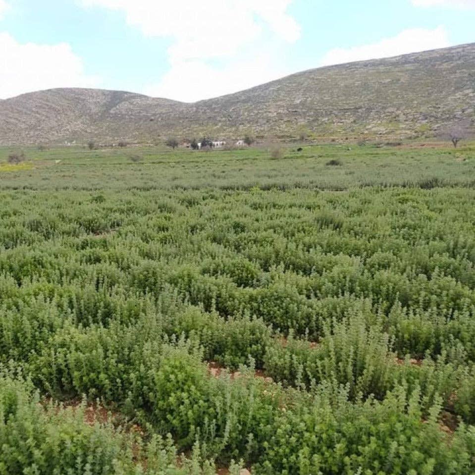 Burlap & Barrel - Wholesale Dried Spice - Za'atar - Single Origin Spice & Seasoning Blend3