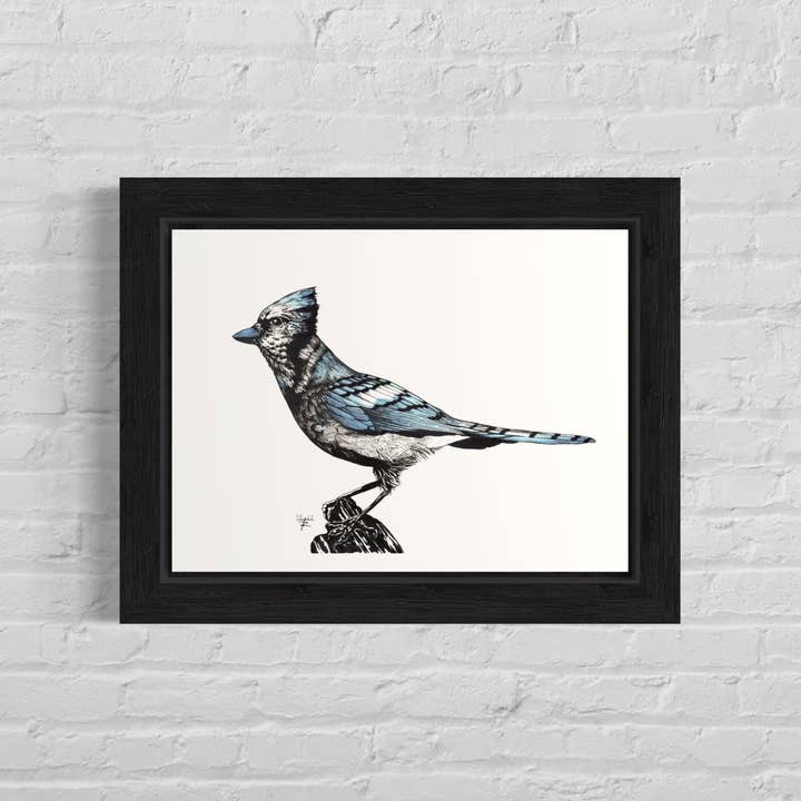 Blue Jay. Hand Drawn Pen and Ink Art for wholesale by Tony Rubsam Illustrations