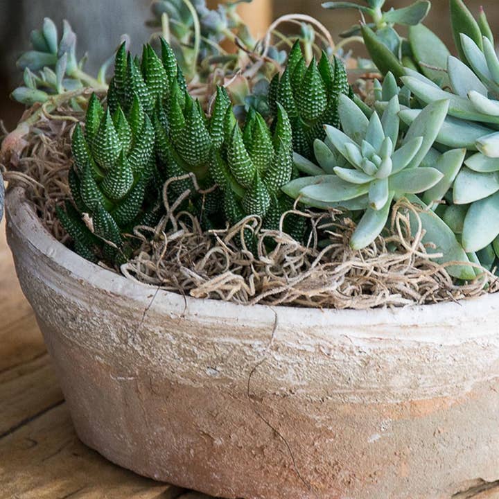 Dried Natural Spanish Moss for wholesale by Mud & Maker