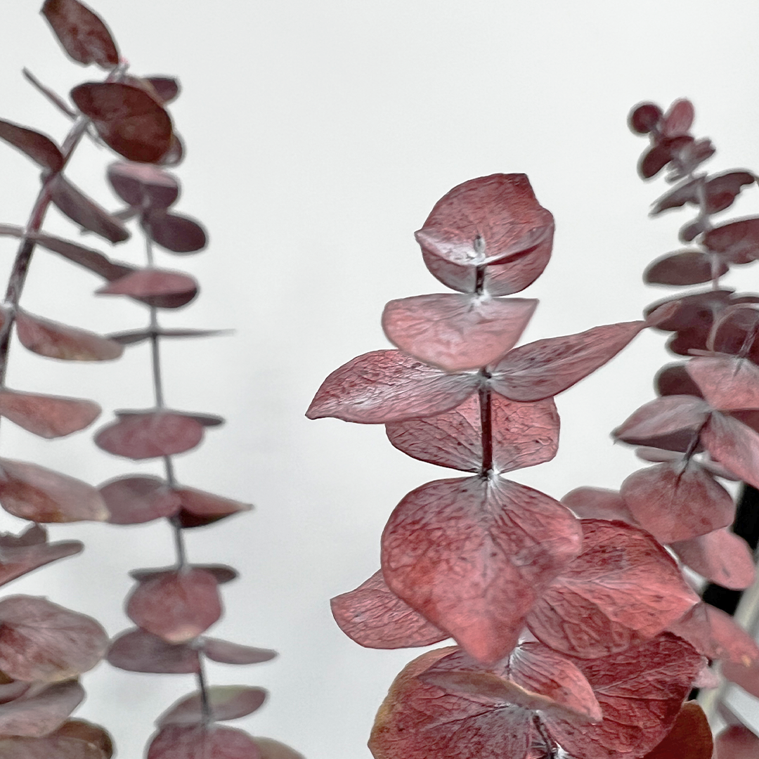 2626 Designs - Vente Fleur séchée/pressée - Feuilles d'eucalyptus petites préservées de 43 à 53 cm de long4