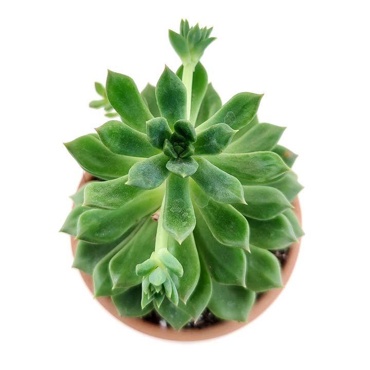 Best Plant Friend - Wholesale Succulent - Echeveria Agavoides Christmas Live Succulent in 2in/4in Pot10