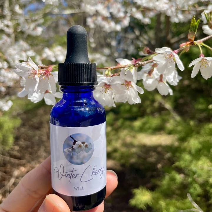 Essenza fiore di ciliegio per la vendita all'ingrosso da parte di Stenella Farms