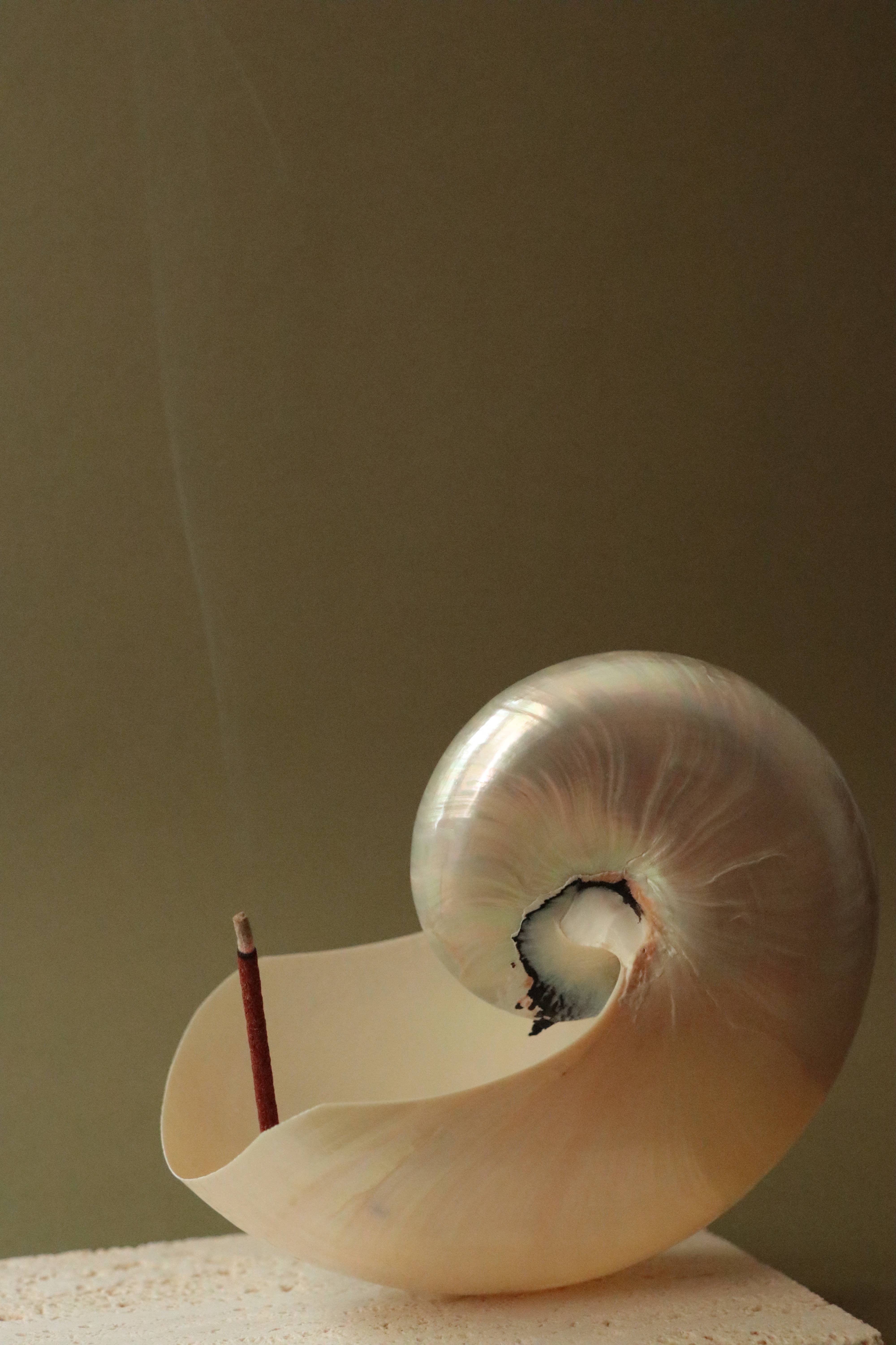 Wild Monarch Incense - Vente Encens - Encens naturel Aphrodite (Vétiver + Rose)5