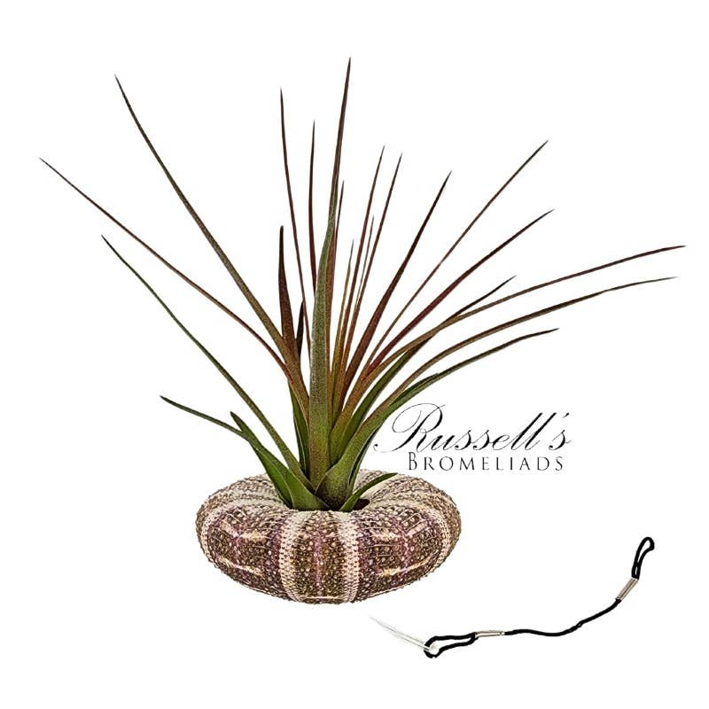 Russell's Bromeliads - Wholesale Live Plant - Sea Urchin (hanging) with Air Plant2