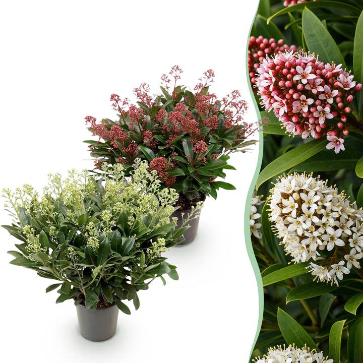 Skimmia japonica Duo Rubella & Finchy – 2 planten 19cm hoogte ca.60cm – Wit & Rood bloeiend – 40+ knoppen – Winterhard & groenblijvend – Ideaal voor border balkon terras voor wholesale door Oasis of Life