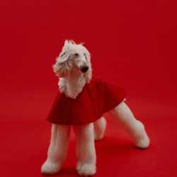 ARISTOPET - Wholesale Pet Raincoat - Dog - WILLIAM WATERPROOF JACKET4