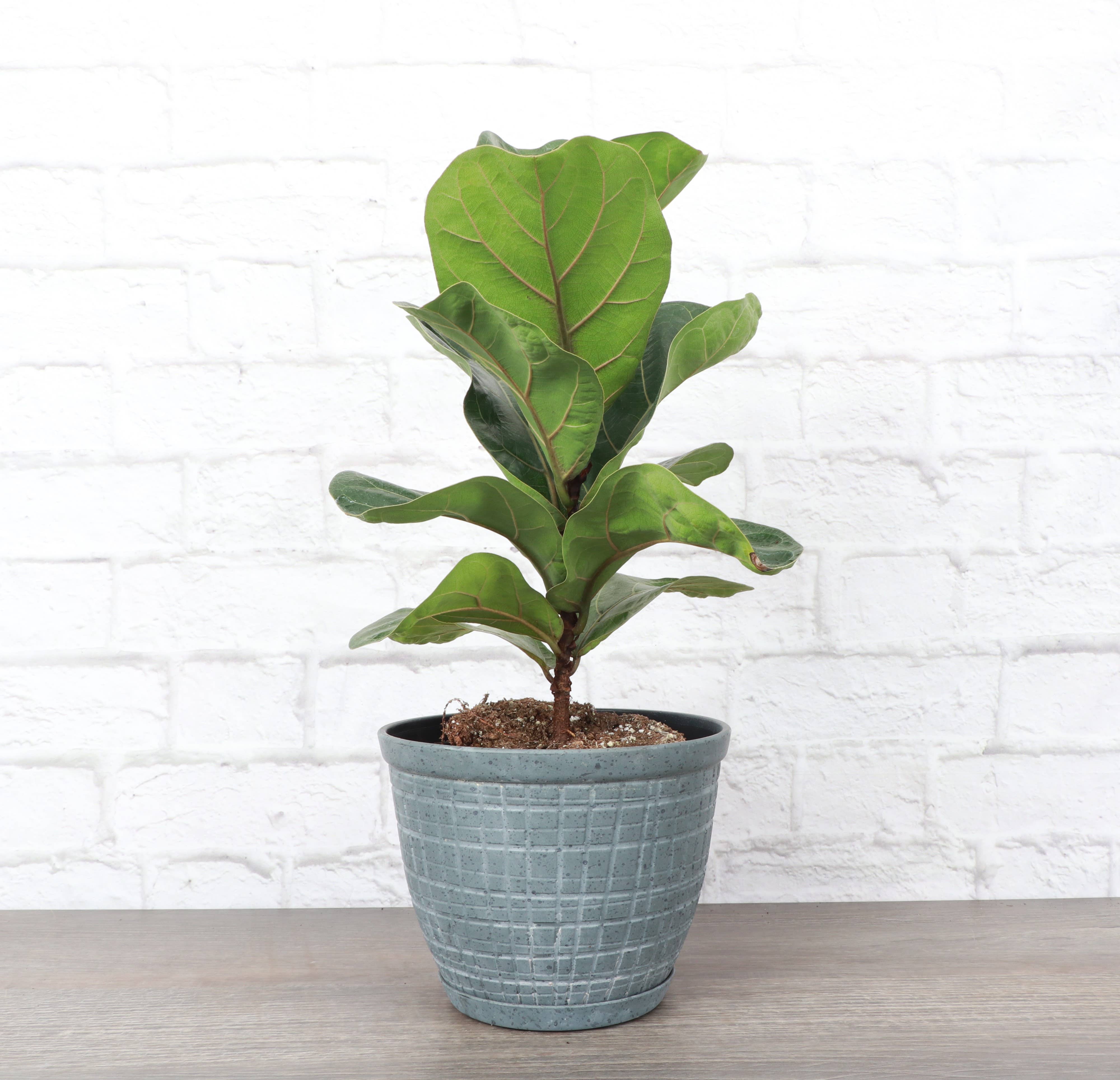 Thorsen's Greenhouse - Vente Pot - Jardinière rustique pour plantes d'intérieur, tailles multiples4