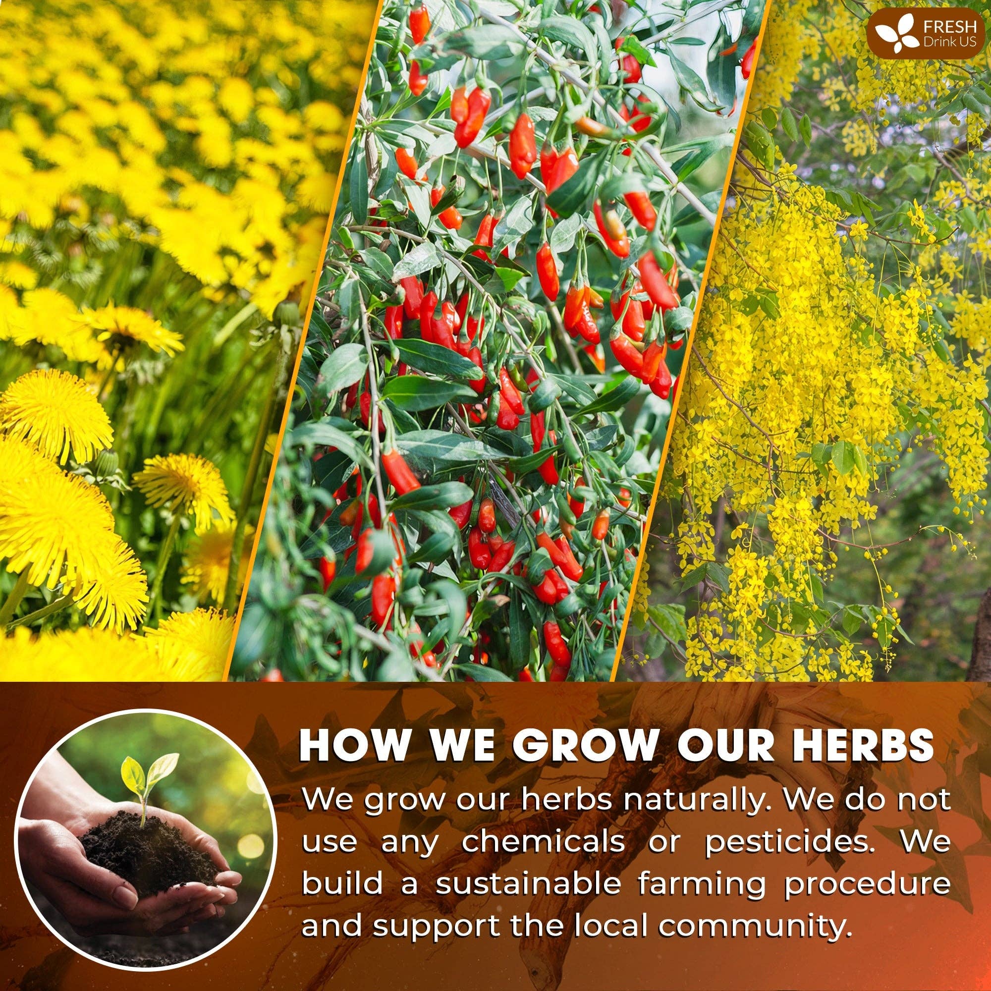 Naomi's Happy Place Shop – wholesale Health/detox tea – Dandelion Wolfberry Tea, 7 Herbal Ingredients4