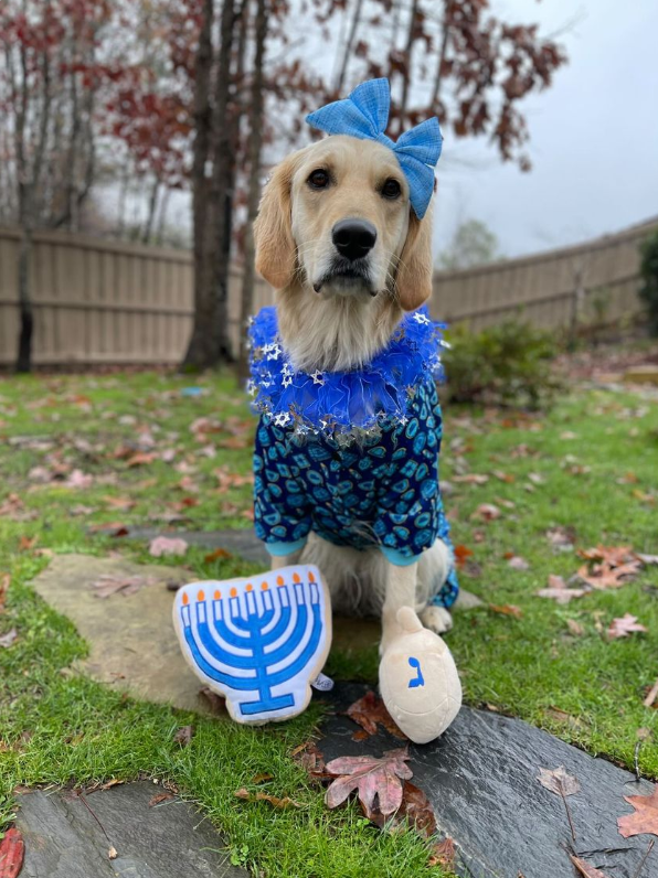 Midlee Designs - Wholesale Pet Plush Toy - Dog - Midlee Dreidel Hanukkah Dog Toy6