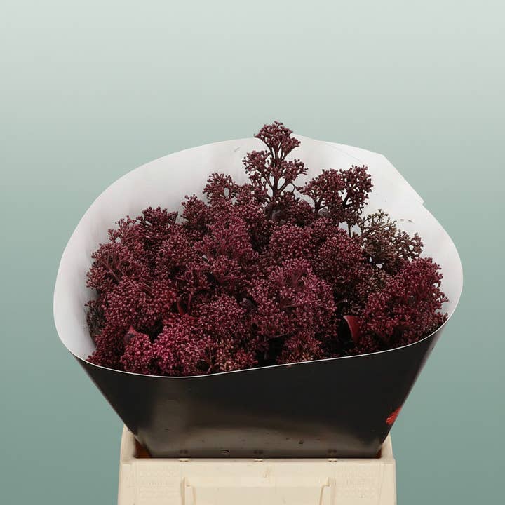 Wax Skimmia for wholesale by All Occasions Wholesale