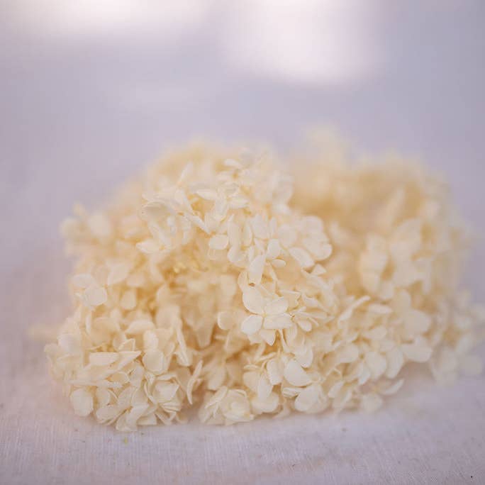 You Floral - Wholesale Dried/pressed flowers - Preserved Hydrangea - Off White