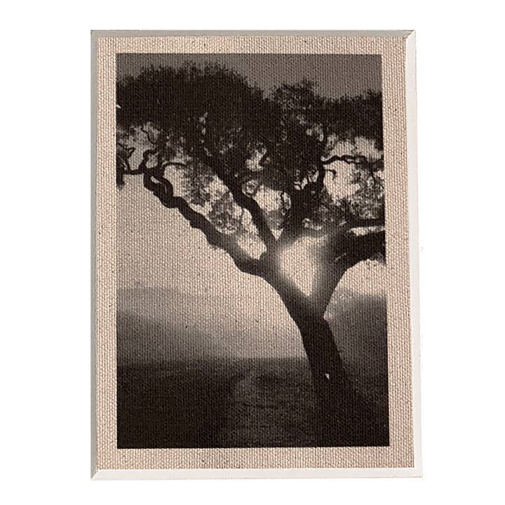 Santa Ynez #6 for wholesale by Stewart Vision