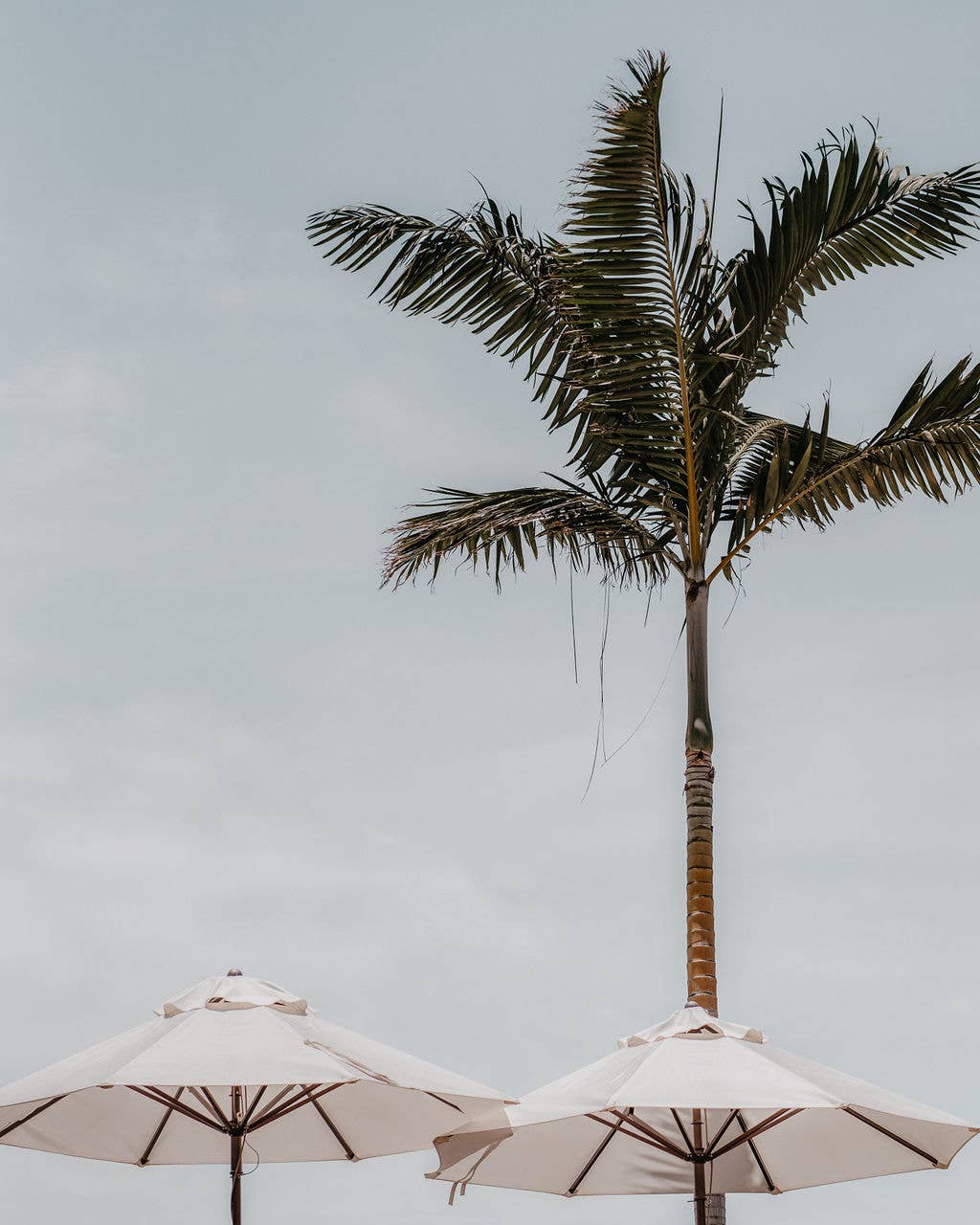 Masco Beauty - Vendita all'ingrosso Spray - Cani - ALOHA DOG – Protezione Solare Naturale SPF 30 per Cani2