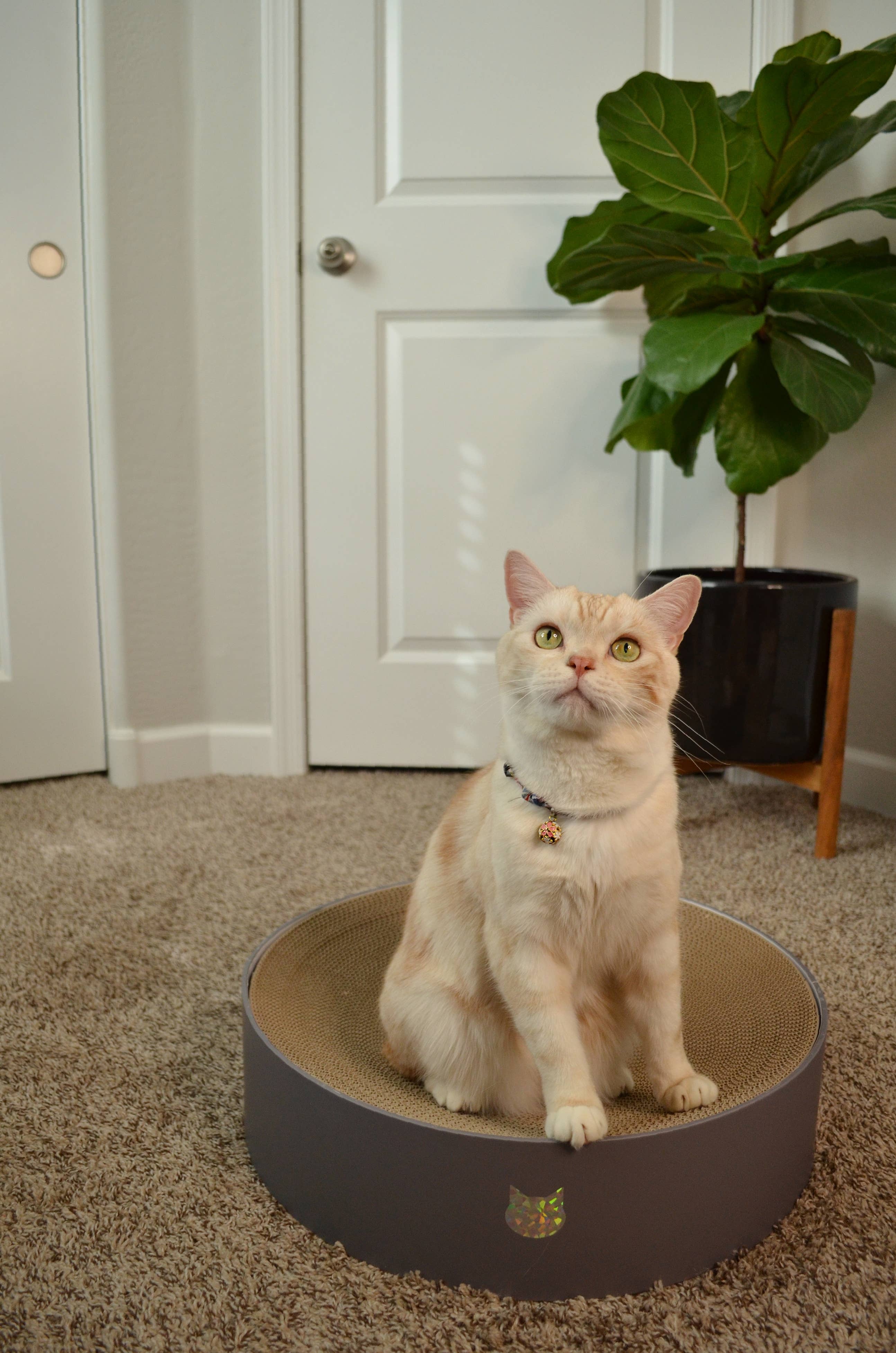 MOON-X USA, INC. – Großhandel Haustier-Kratzfläche – Katze – Cozy Cat Scratcher Napf XL (Hologramm Grau)7