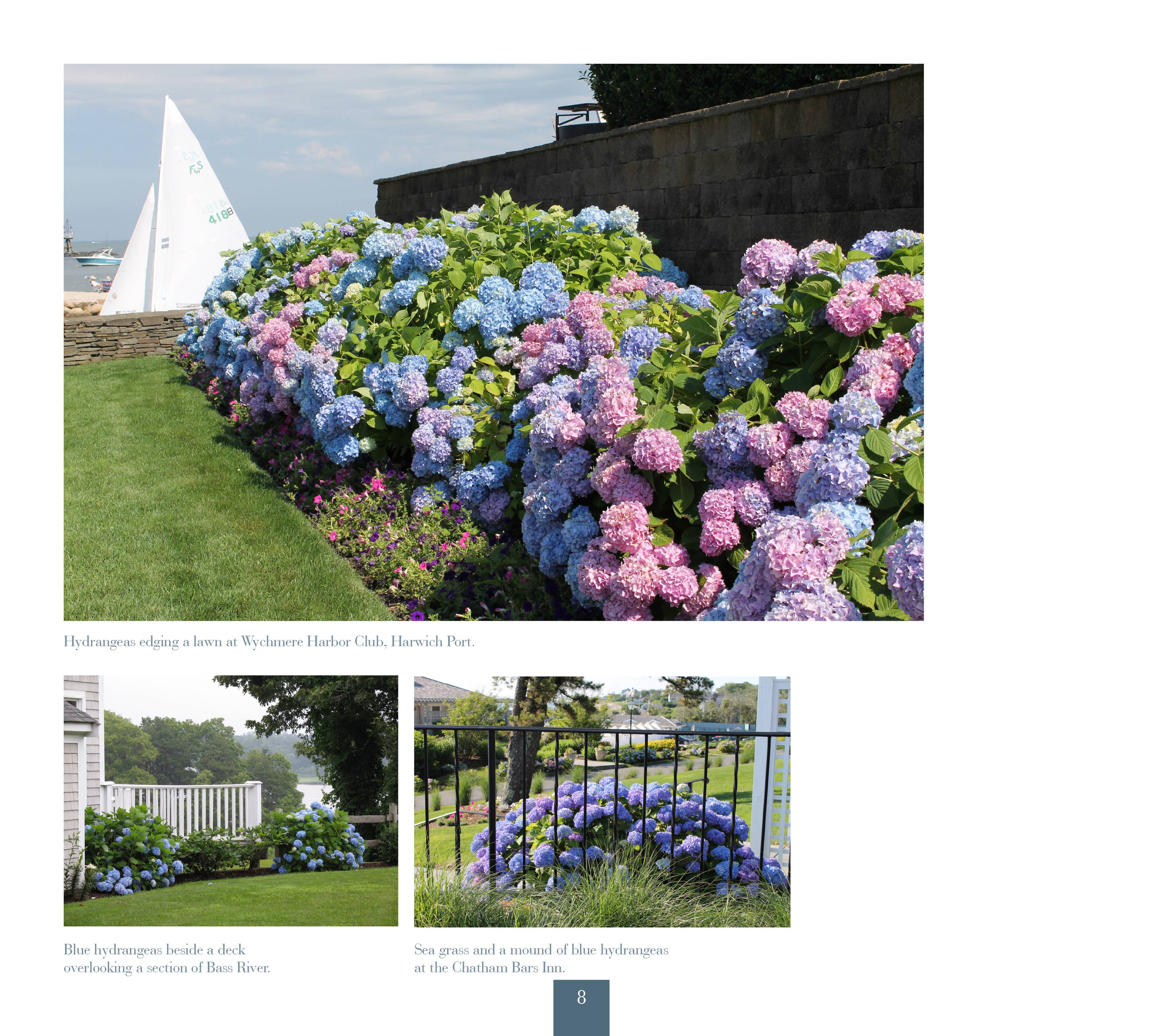 Schiffer Publishing - Vente Livre sur la nature et les activités de plein air - Hydrangées : Cape Cod et les îles1