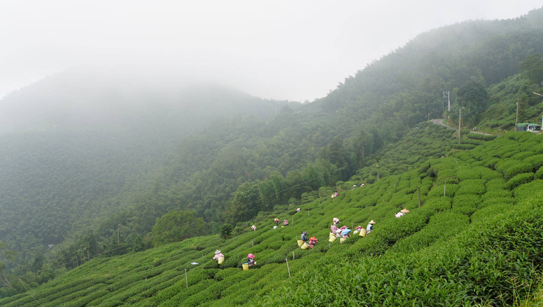 Gohobi （We cover U.S. import duties） – wholesale Loose tea – Gohobi Premium Oolong Tea Winter 一支杉 Yizhu Shen-烏龍 冬3