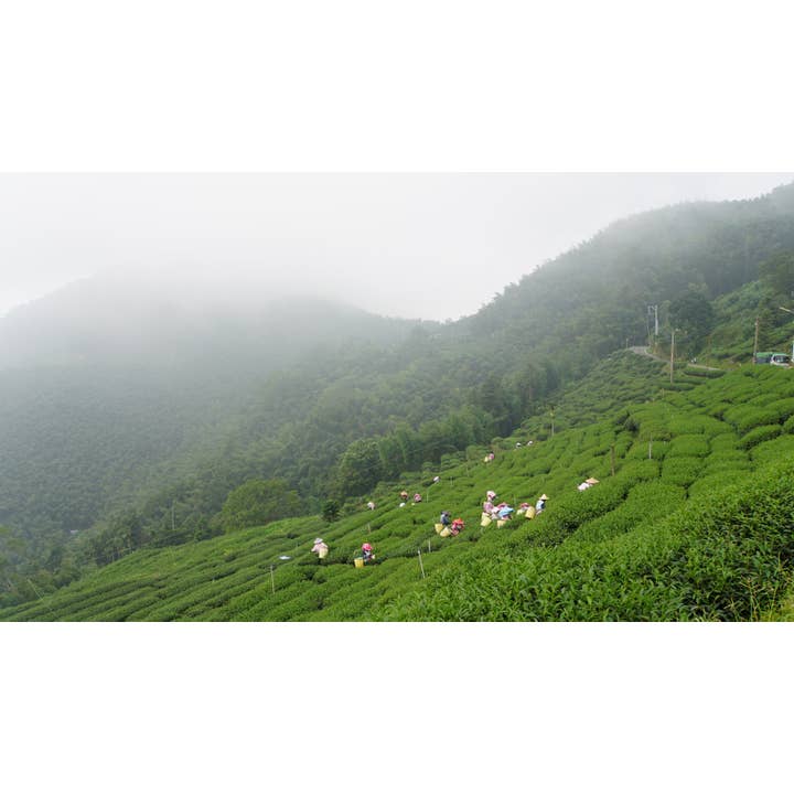 Gohobi (We cover U.S. import duties) – wholesale Loose tea – Gohobi Premium Oolong Tea Winter 一支杉 Yizhu Shen-烏龍 冬3