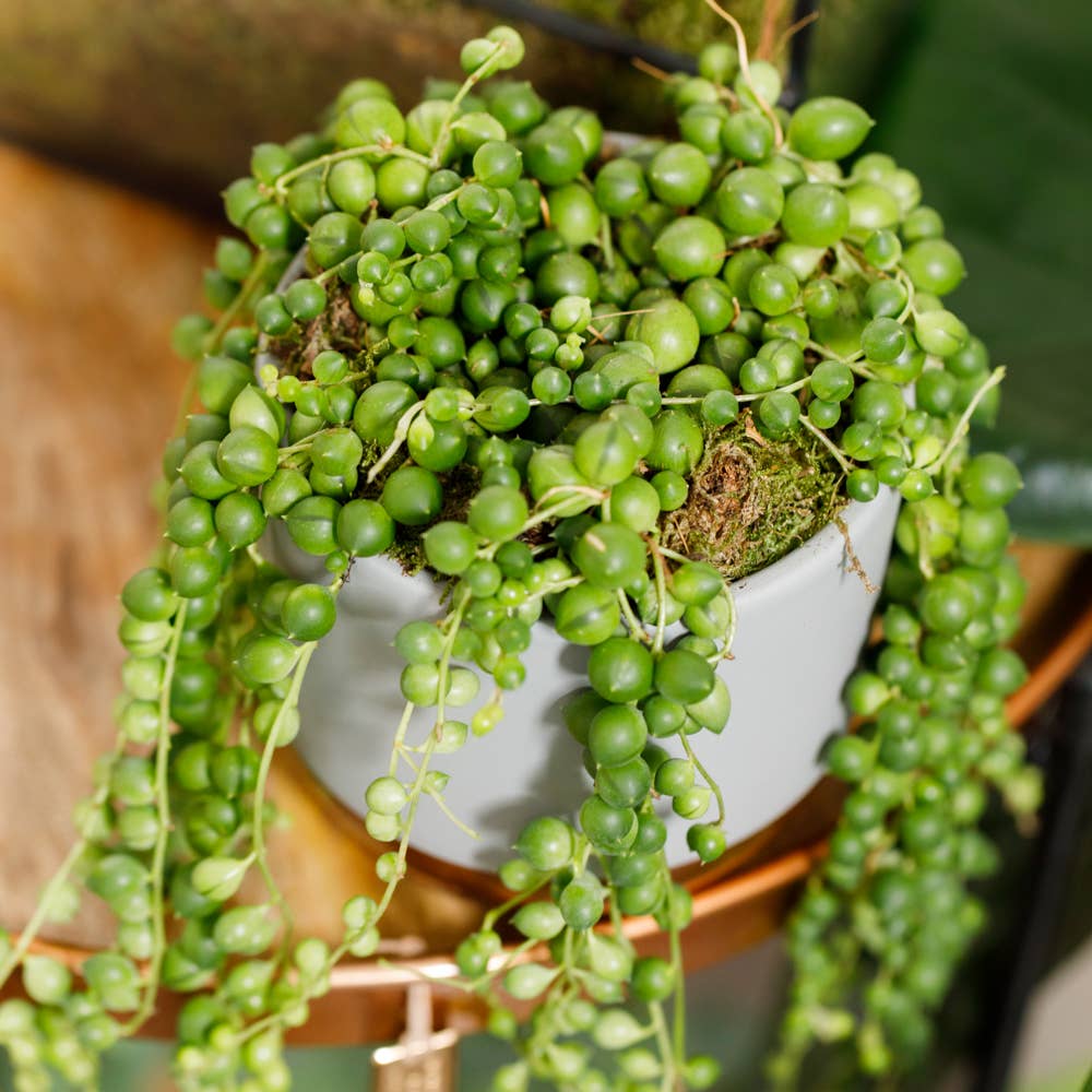 The Little Botanical - Wholesale Live Plant - String of Pearls in grey/copper pot7