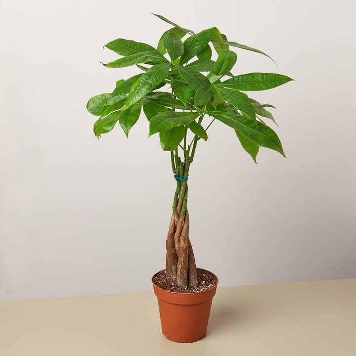 Galon Pachira Money Tree « Châtaigne de Guyane » pour la vente par Rooted Treasures Farms