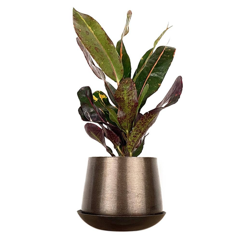 Chive - Wholesale Plant Pot - Joe Metal Flower Pots And Planters With Drainage Hole Saucer14