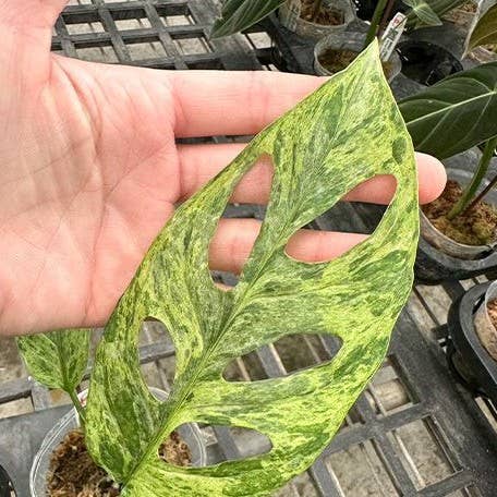 OrchidBox – wholesale Levande växt – Monstera adansonii Brokig 'Mint' 2,5"2