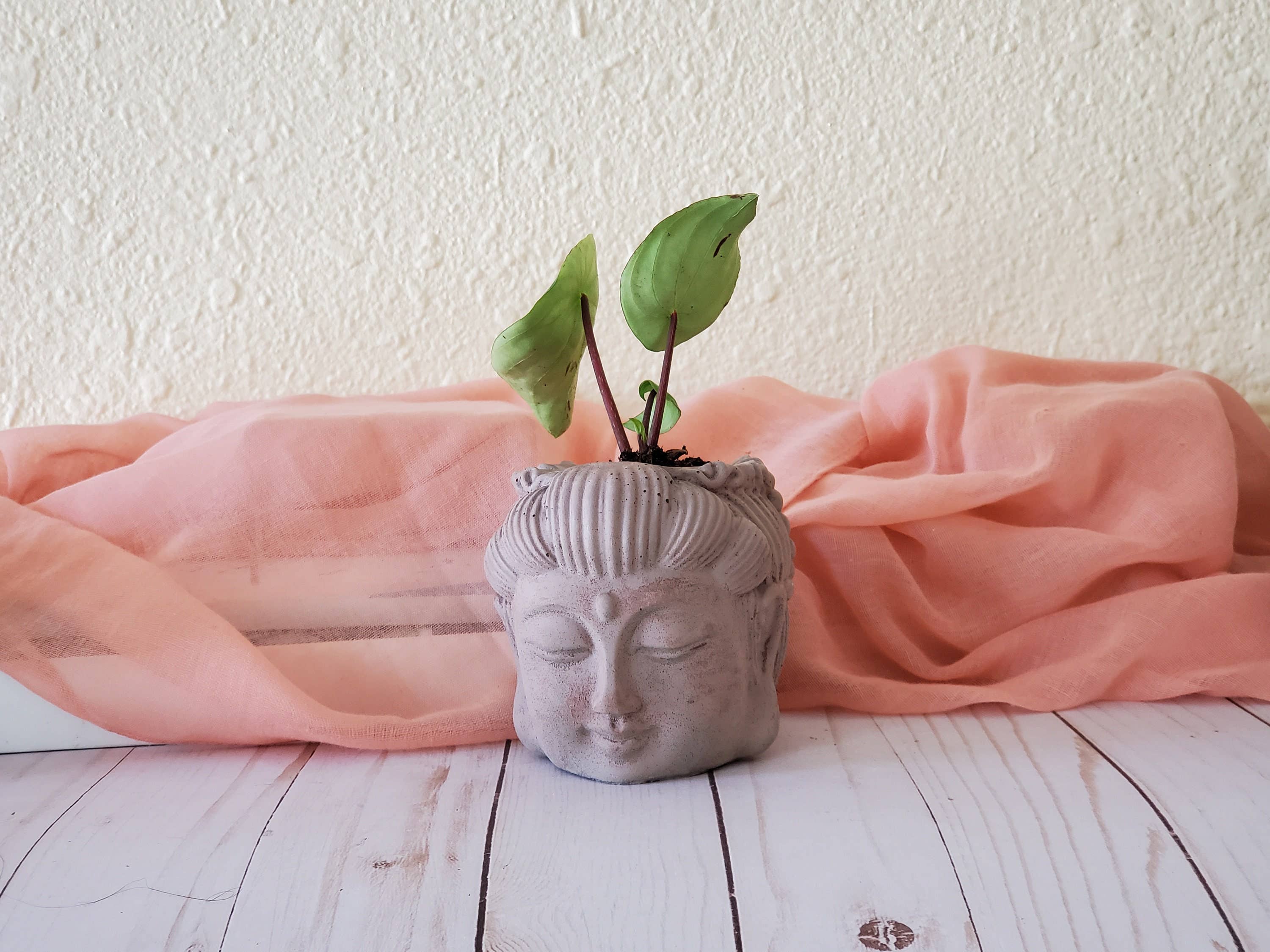 House Americana - Wholesale Plant Pot - Serenity Buddha Head Concrete Planter With Drainage2