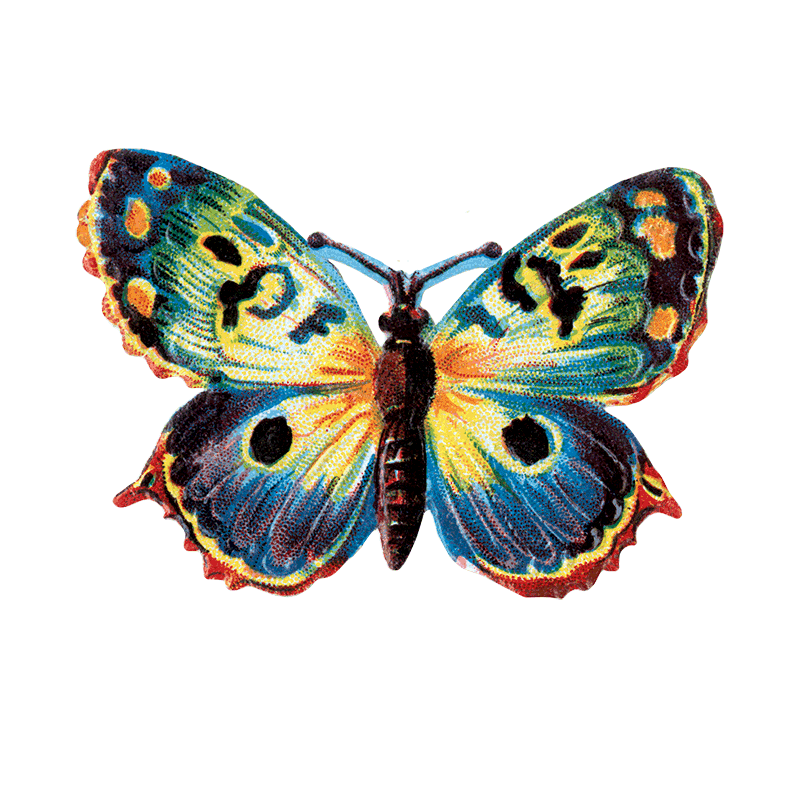 Laughing Elephant – Großhandel Aufkleber – Butterfly Box — Stickerbox für den täglichen Gebrauch24