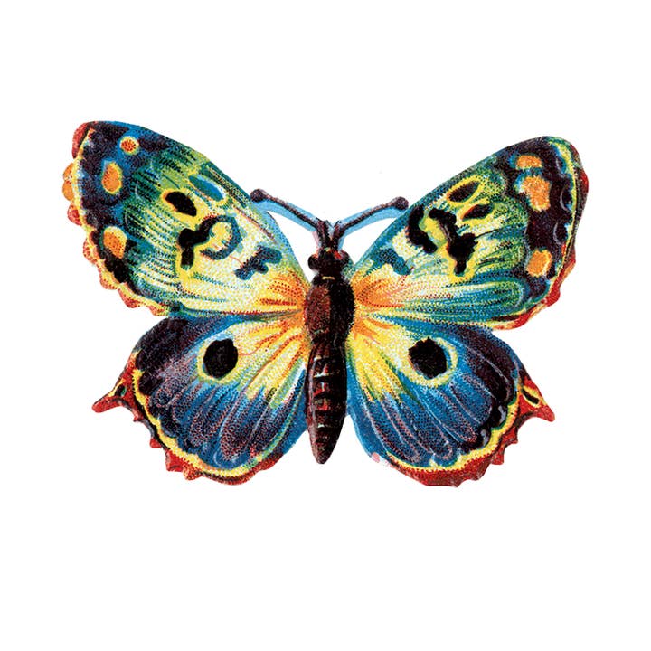 Laughing Elephant - Wholesale Sticker - Butterfly Box - Everyday Sticker Box24