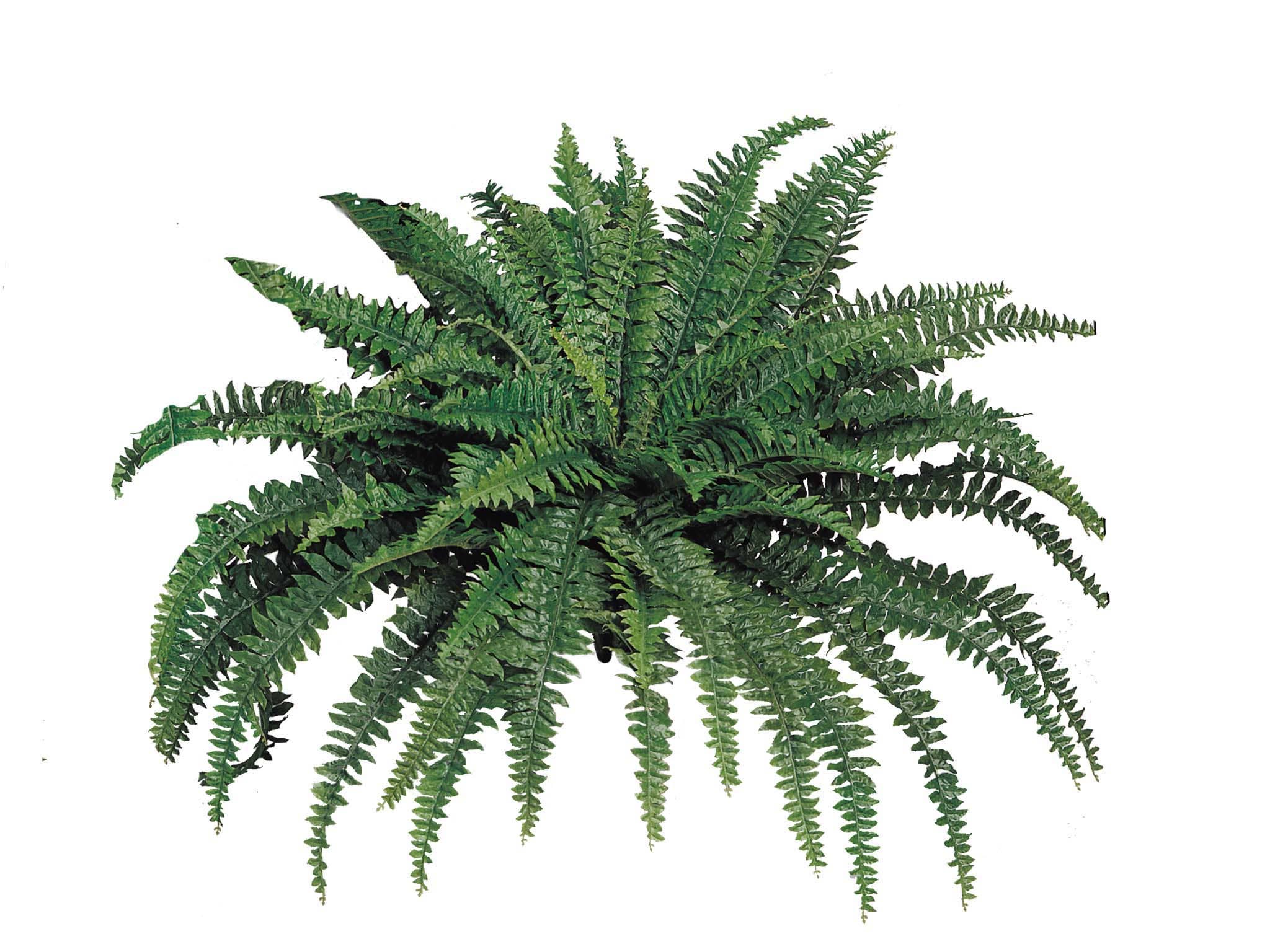 Larksilk – wholesale Konstgjord växt – Boston Fern Växt med 88 realistiska silkespenslar, 122 cm bred1