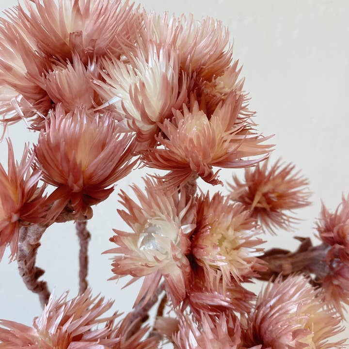 Idlewild Floral Co. - Wholesale Dried/Pressed Flowers - Preserved Mauve Silver Daisy