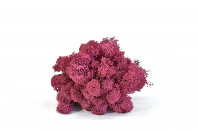 Moss House – wholesale Live plant – Reindeer Moss Stabilized Lichen Fuchsia by MossHouse1