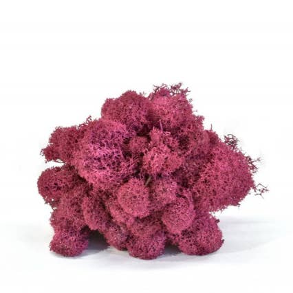 Moss House - Wholesale Live Plant - Reindeer Moss Stabilized Lichen Fuchsia by MossHouse1