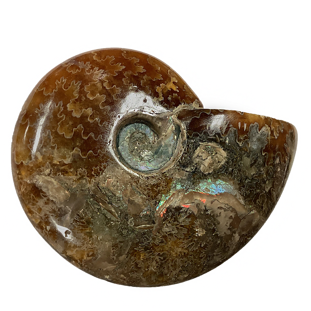 Texas Toy Distribution - Wholesale Decorative Tabletop Object - Polished Ammonite Fossil with Suture Patterns3