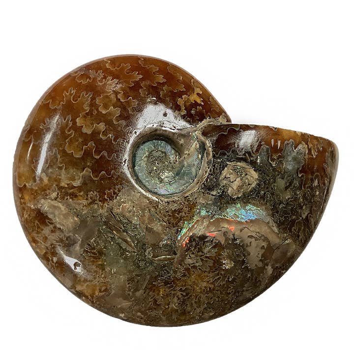 Texas Toy Distribution - Wholesale Decorative Tabletop Object - Polished Ammonite Fossil with Suture Patterns3