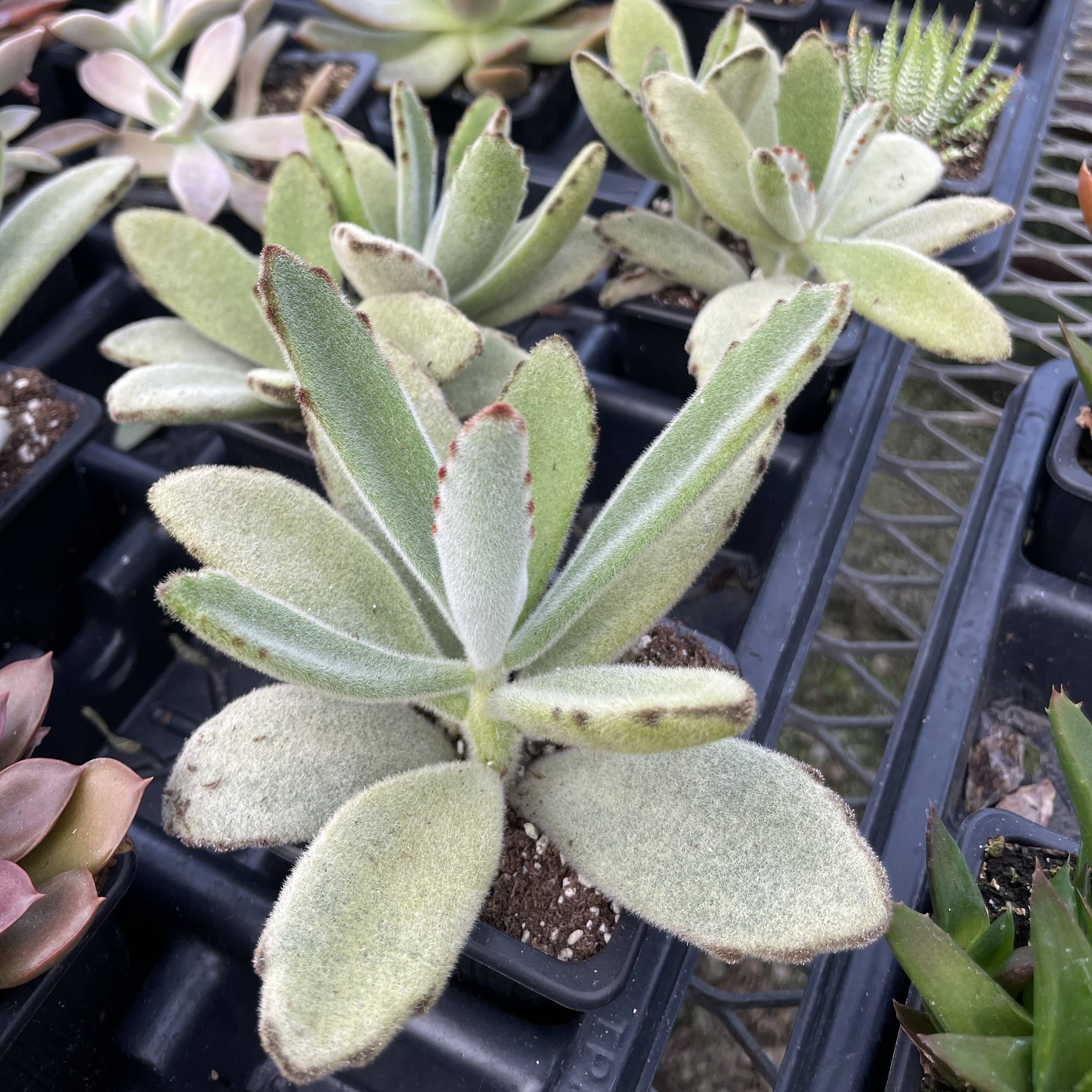 Thorsen's Greenhouse - Vente Plante - Plante Grasse Variée - Plante Vivante3