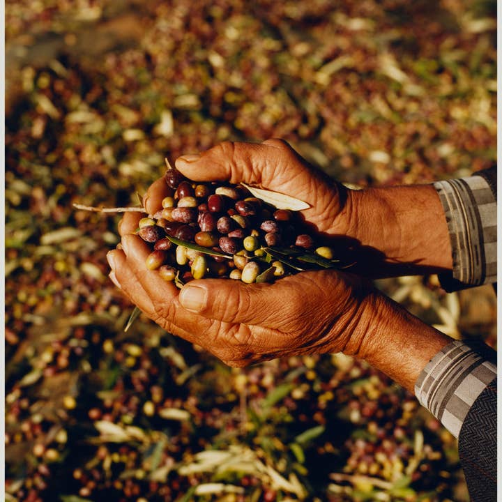KAIA – wholesale Olivolja – KAÏA - Ekologisk Olivolja - 5L