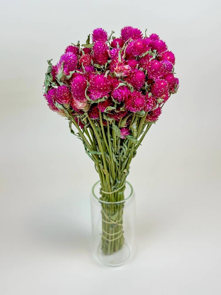 Hot Pink Globe Amaranth – Naturally Dried Flowers for wholesale by Lovejoy Farms Premium Dried Flowers