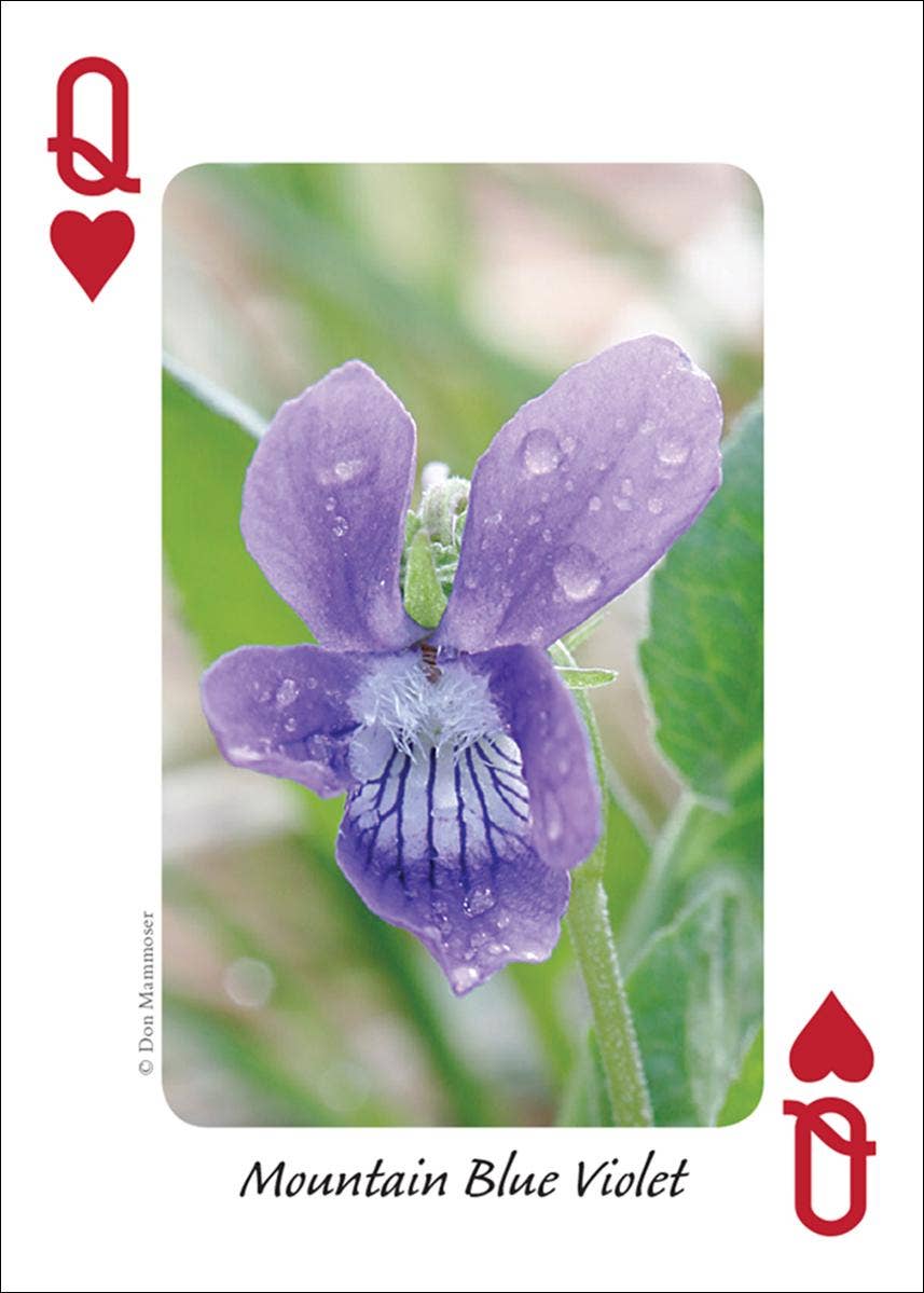 AdventureKEEN - Wholesale Playing Cards - Wildflowers of Rocky Mountains Playing Cards3