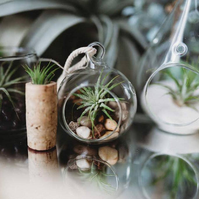 The Simply Crafty Shop - Wholesale Magnet - Magnetic Wine/ Champagne Cork Air Plant Holder6