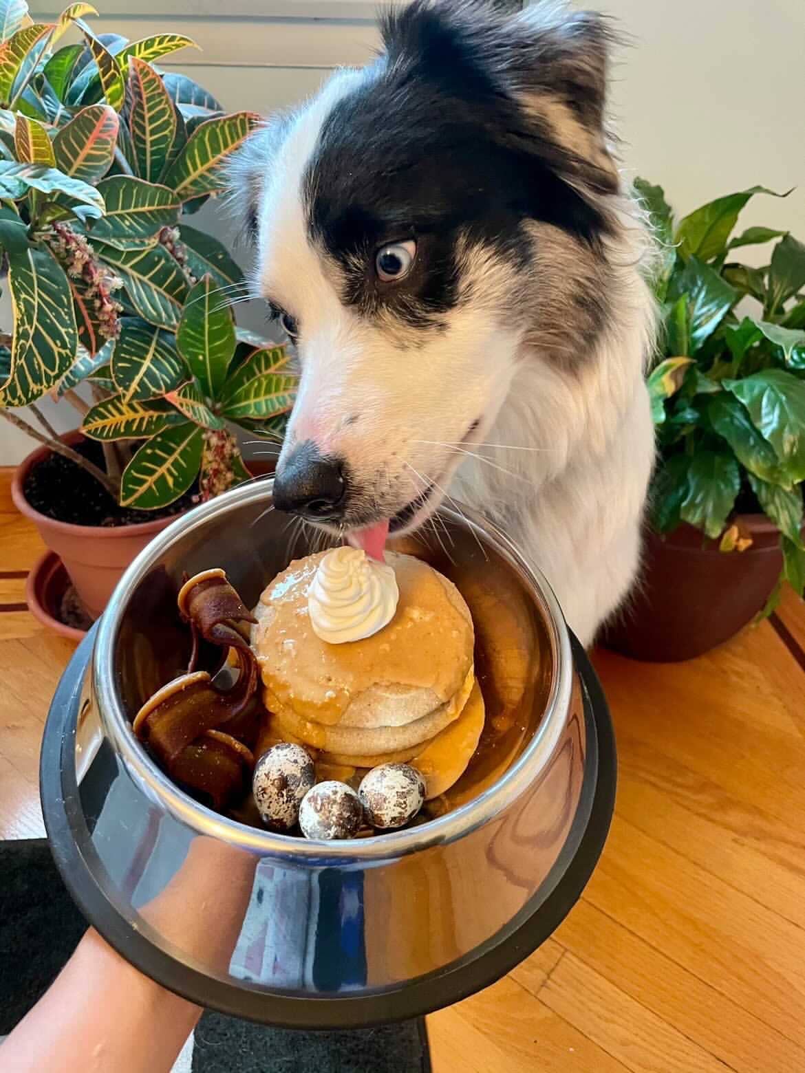 Bark Bistro – wholesale Pet treats – Dog – Dog Pancakes Bangin Bacon Pooch Pancakes / Cake3