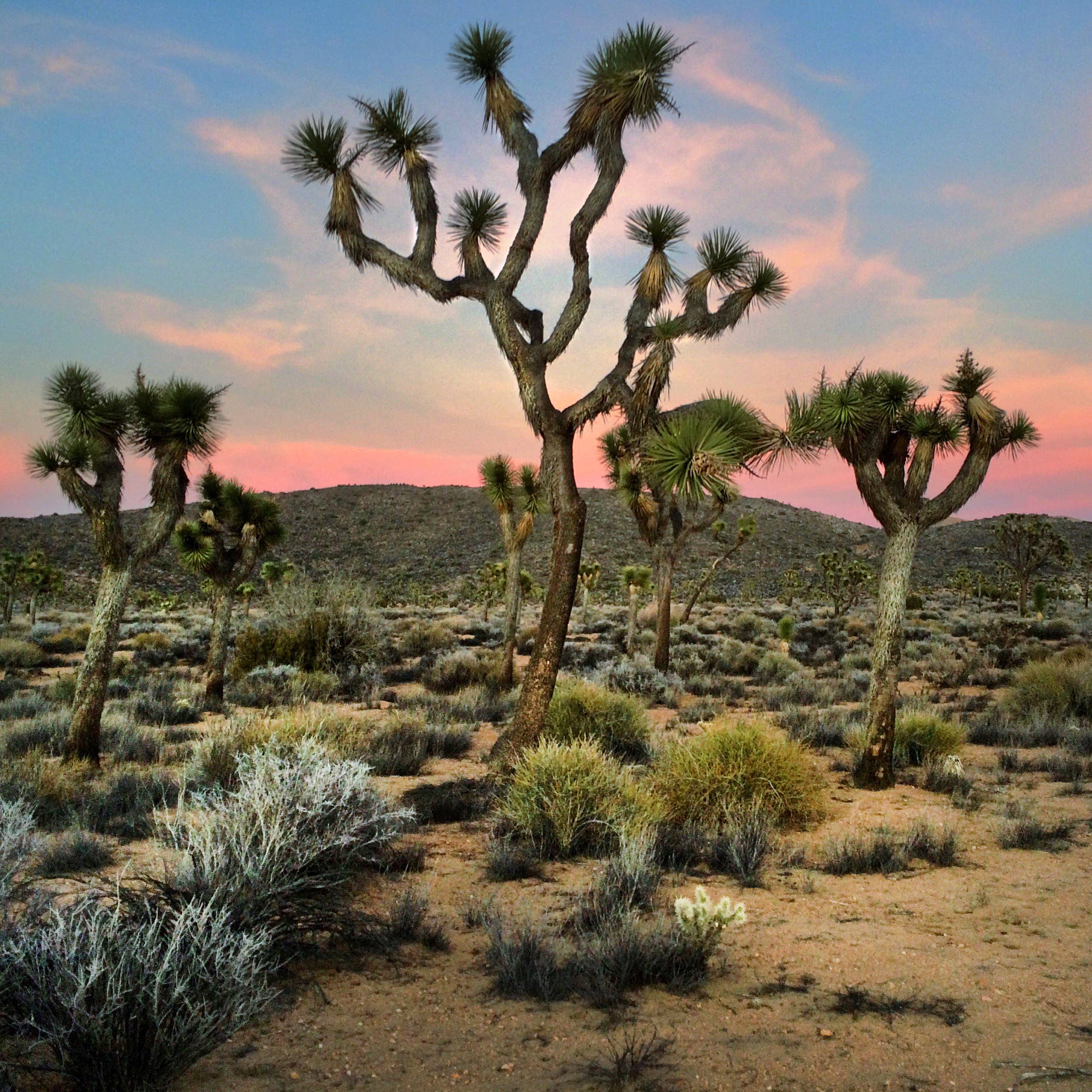 Nicole Mark Photography - Wholesale Art Print - 4x4" Framed Print - Joshua Tree Sunset1