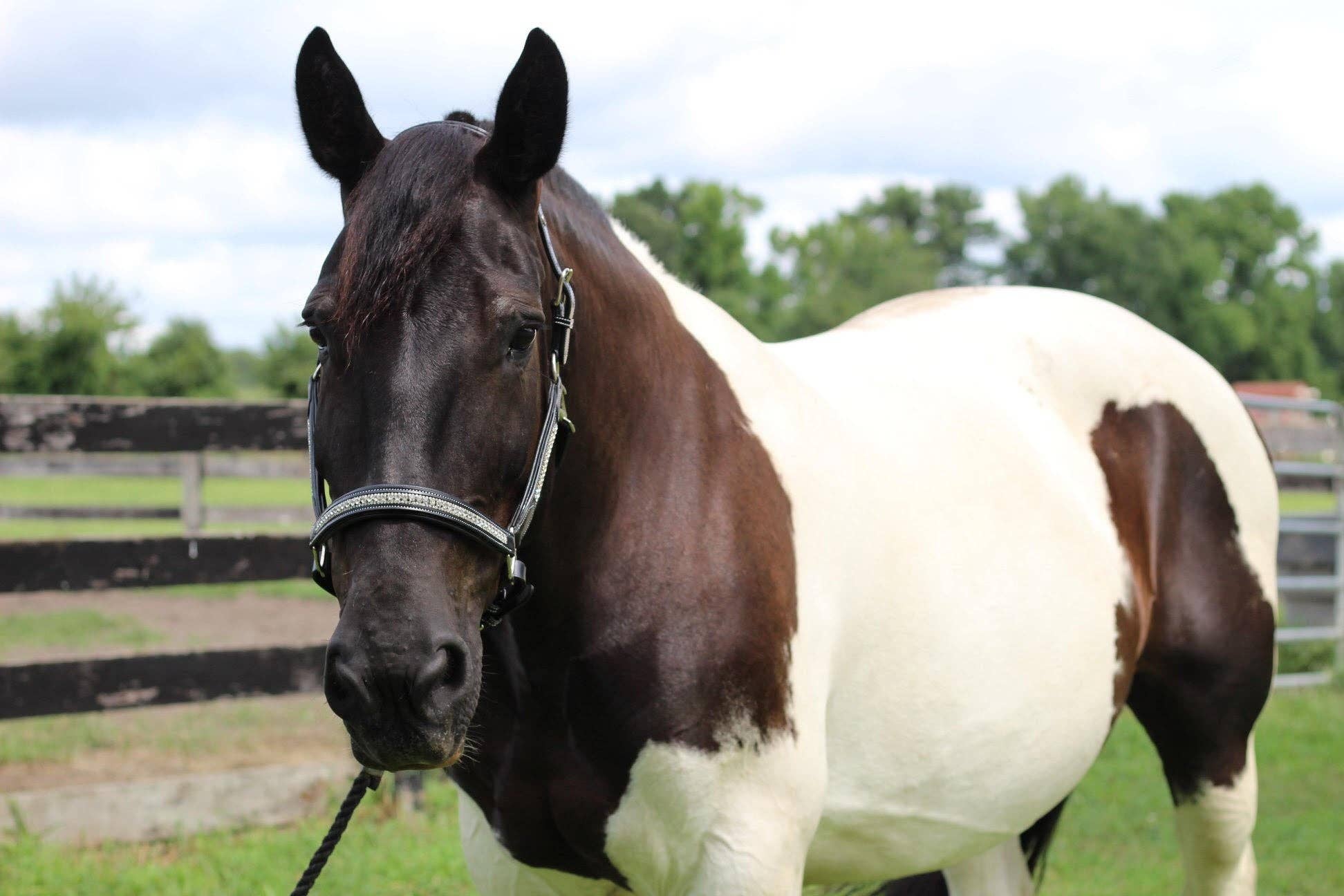 JPC Equestrian - Wholesale Horseback Riding Gear - Henri de Rivel Padded Jewel Halter - Horseback Riding Gear11