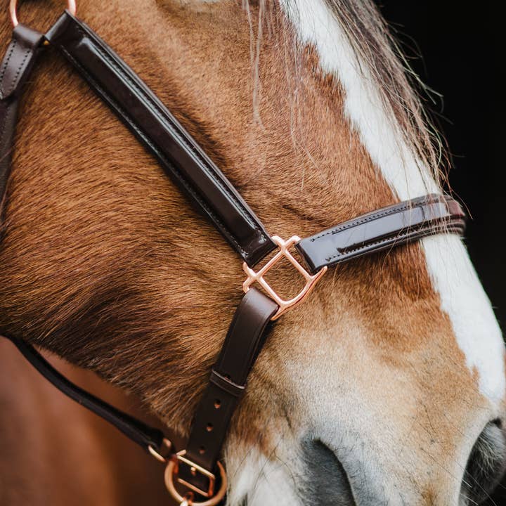 Pup & Pony Co. - Wholesale Horseback Riding Gear - The Grand Prix Halter1