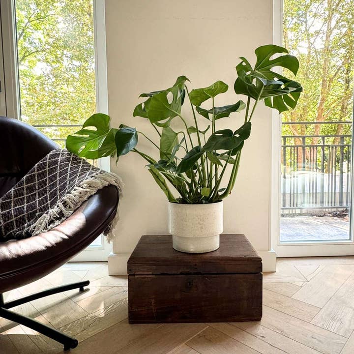 Oasis of Life - Wholesale Live plant - Monstera Swiss Cheese Plant – Monstera Deliciosa – Height 70–80cm – Ø21cm – Air-purifying houseplant with large perforated leaves – Easy-care tropical climbing plant for living room & office5