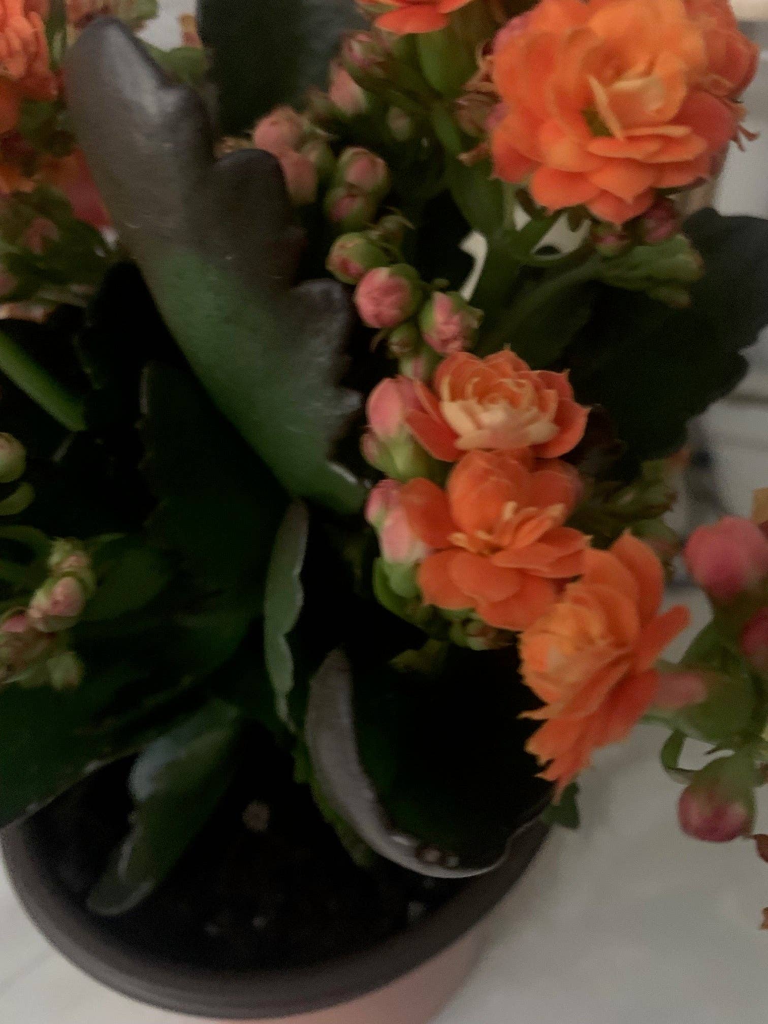 Rooted Orange Kalanchoe Plants in pot balcony yard or outdoor (Copy) for wholesale on Faire2