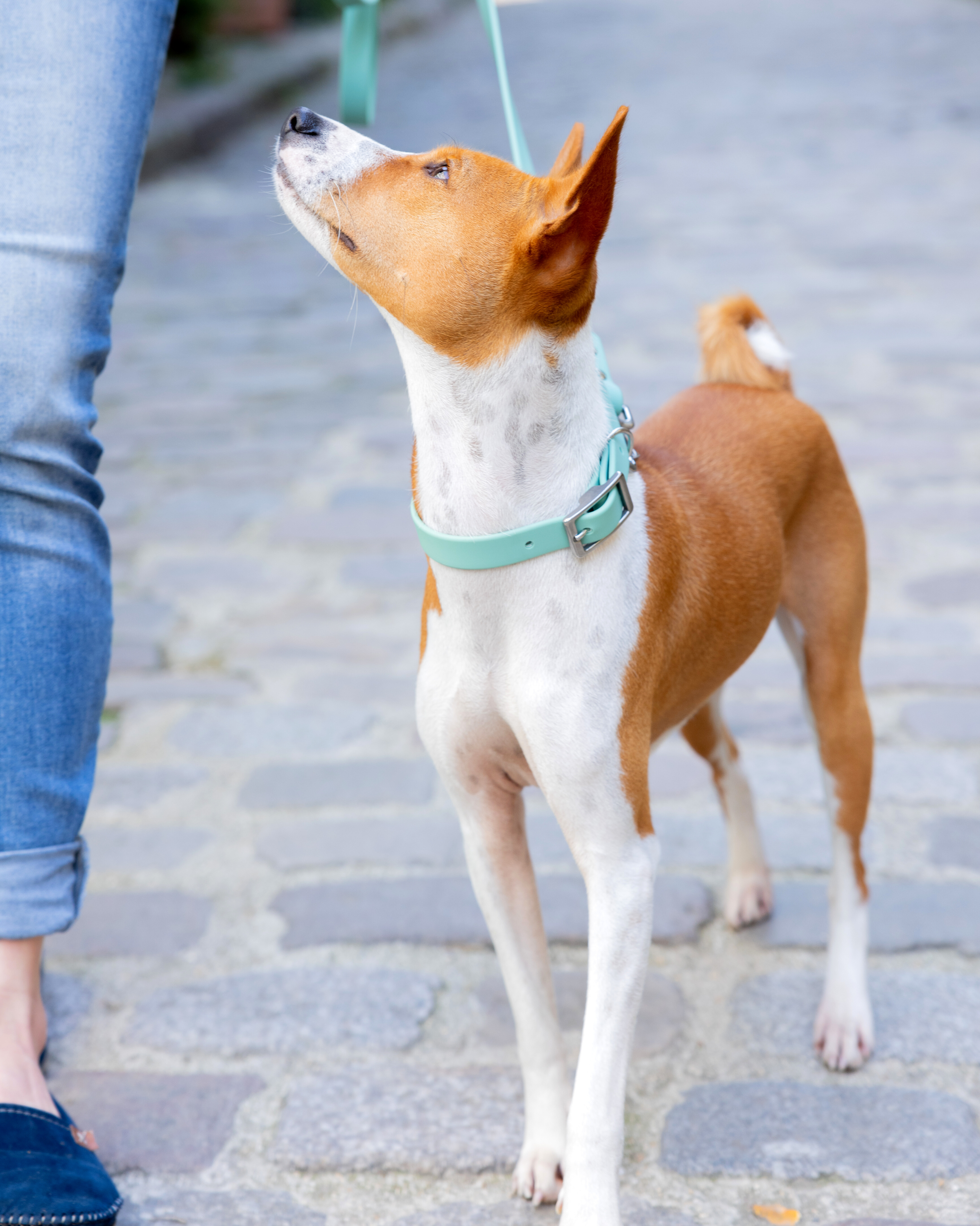 Ploouf Dogs - Wholesale Pet Collar - Dog - Lagoon green “soft touch” dog collar2