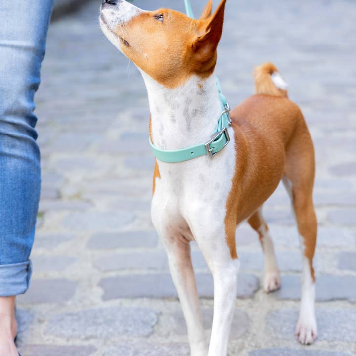 Ploouf Dogs - Wholesale Pet Collar - Dog - Lagoon green “soft touch” dog collar2