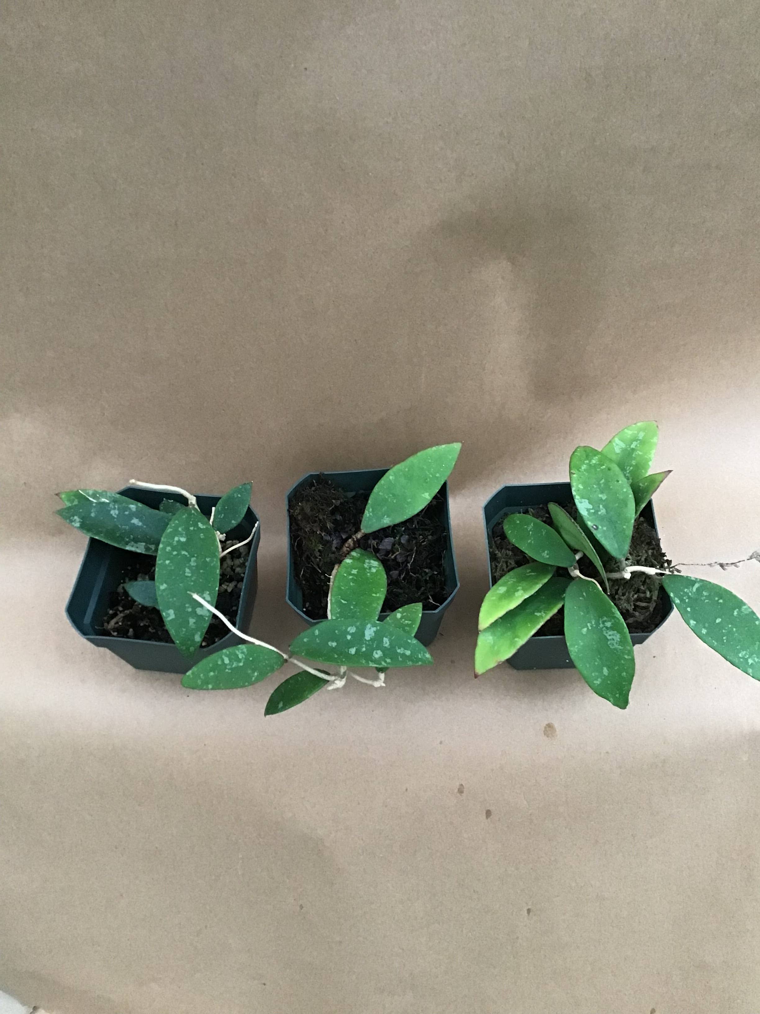 Buzz + Thrive Gardens – wholesale Live plant – Hoya phuwuaensis2