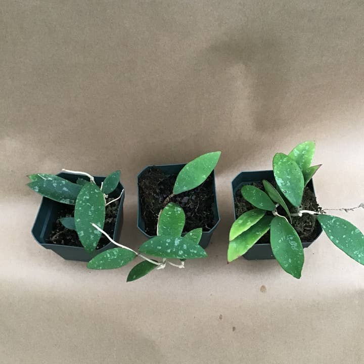 Buzz + Thrive Gardens – wholesale Live plant – Hoya phuwuaensis2